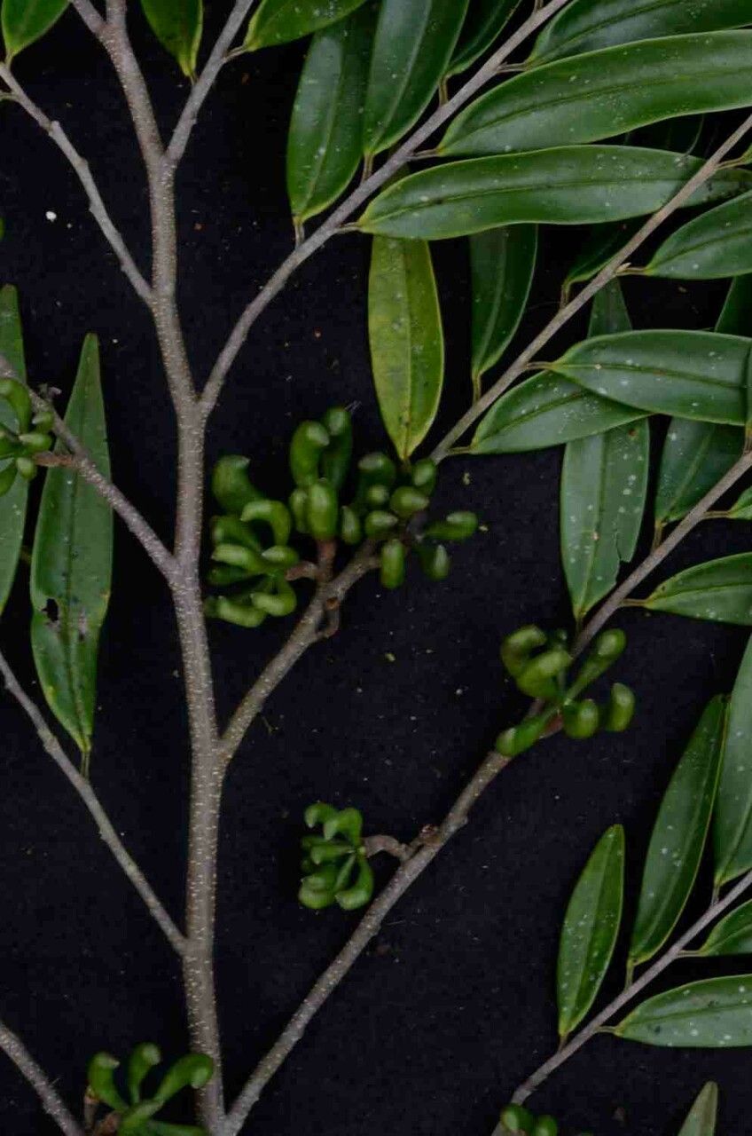 Xylopia brasiliensis fruit