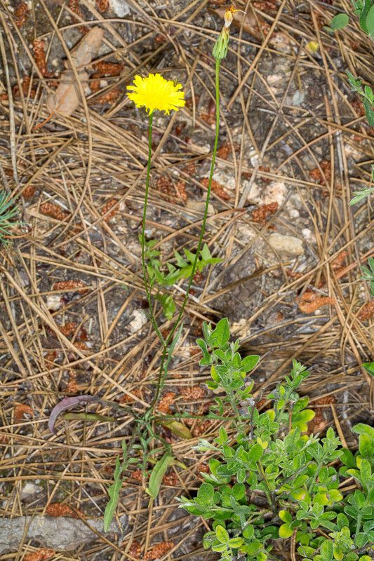 Hypochaeris cretensis habit