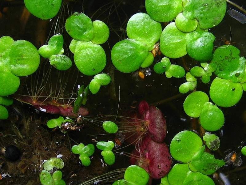 Spirodela polyrrhiza habit