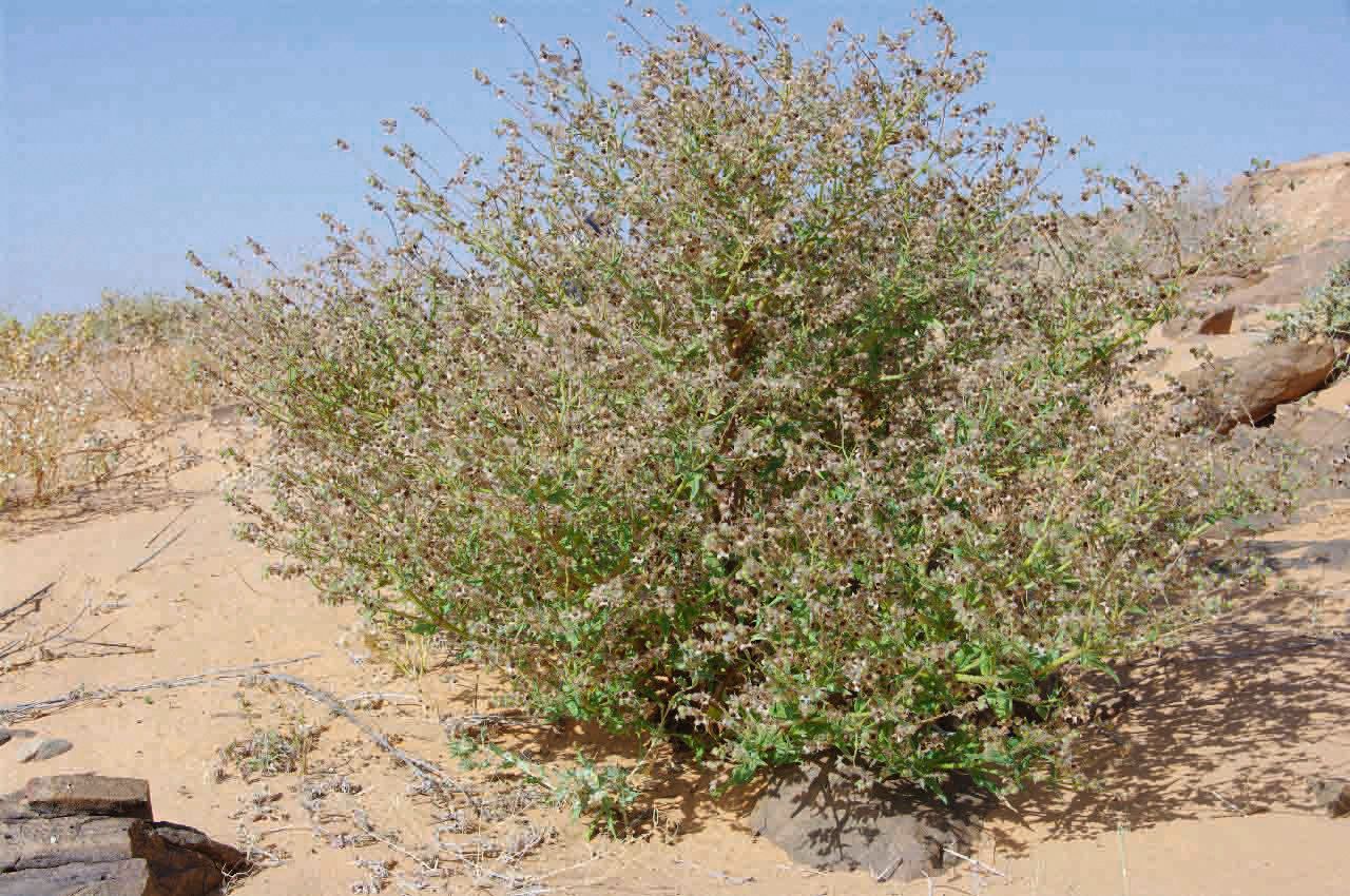 Trichodesma africanum habit