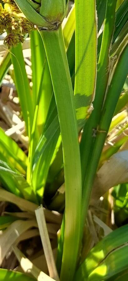 Cyperus byssaceus other