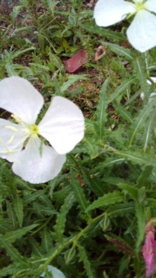 Oenothera neomexicana — search result for 'Oenothera'