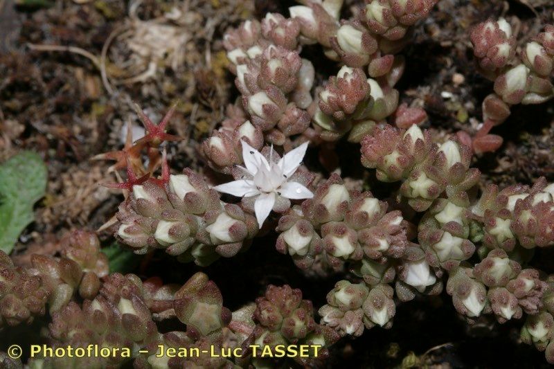 Sedum arenarium habit