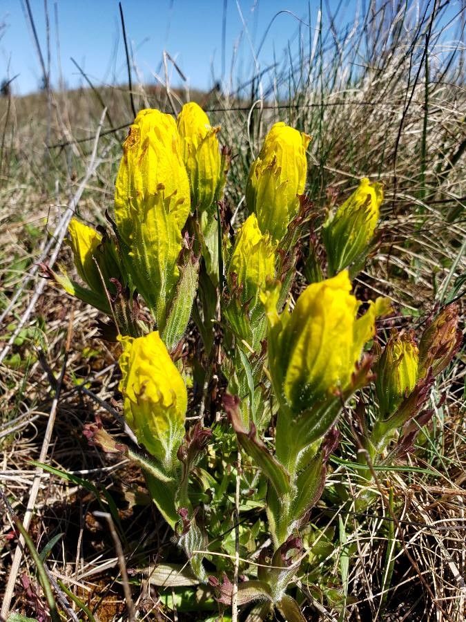 Castilleja levisecta flower