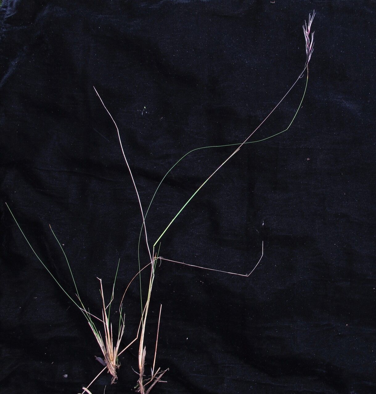 Ptilagrostis dichotoma — houseplant care guide