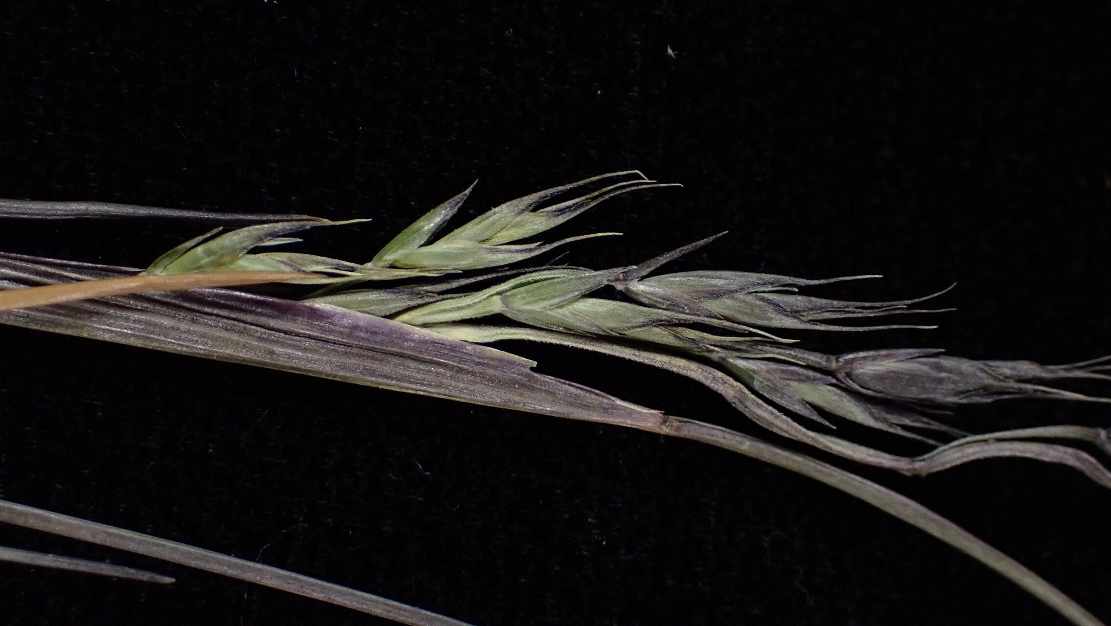 Festuca cumminsii fruit