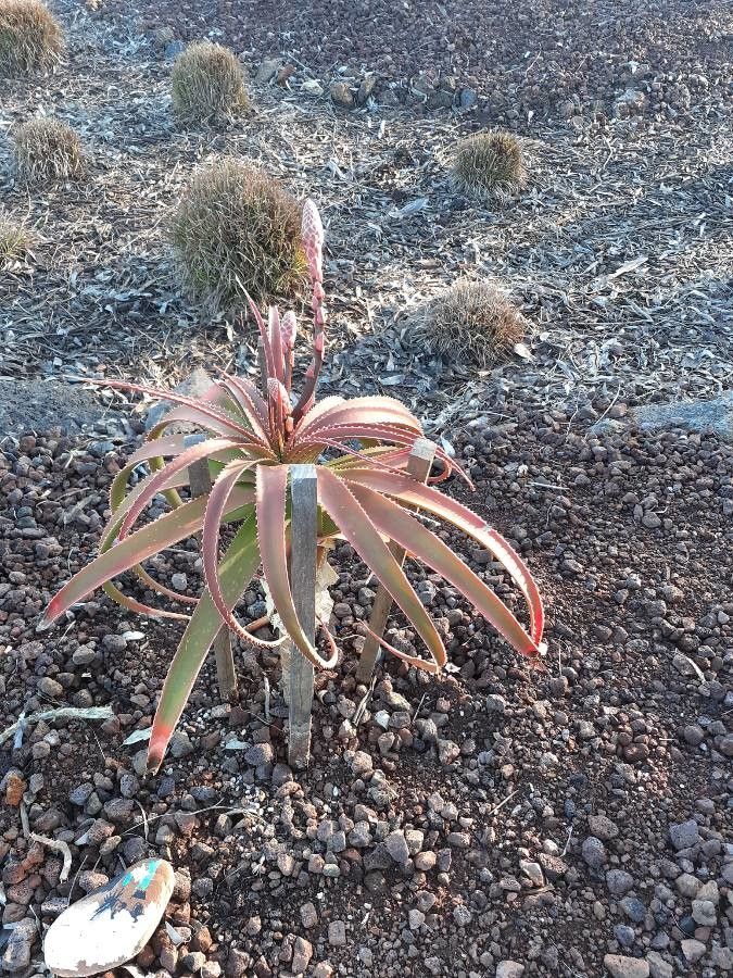 Aloe pluridens — houseplant care guide