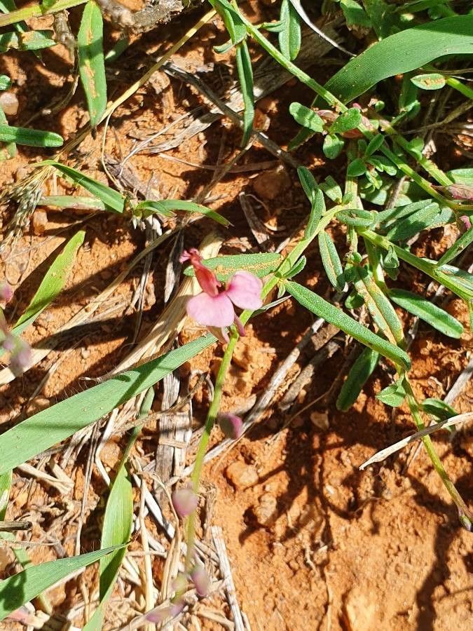 Polygala amboniensis habit