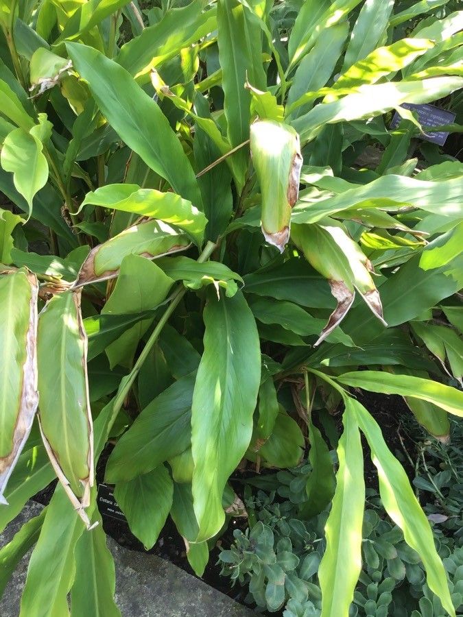 Elettaria cardamomum — search result for 'Citrus'