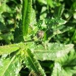 Helminthotheca echioides