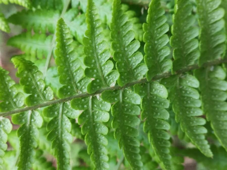 Dryopteris oligodonta — search result for 'Dryopteris'