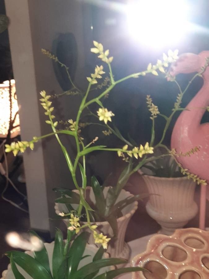 Trizeuxis falcata — search result for 'Orchidaceae'