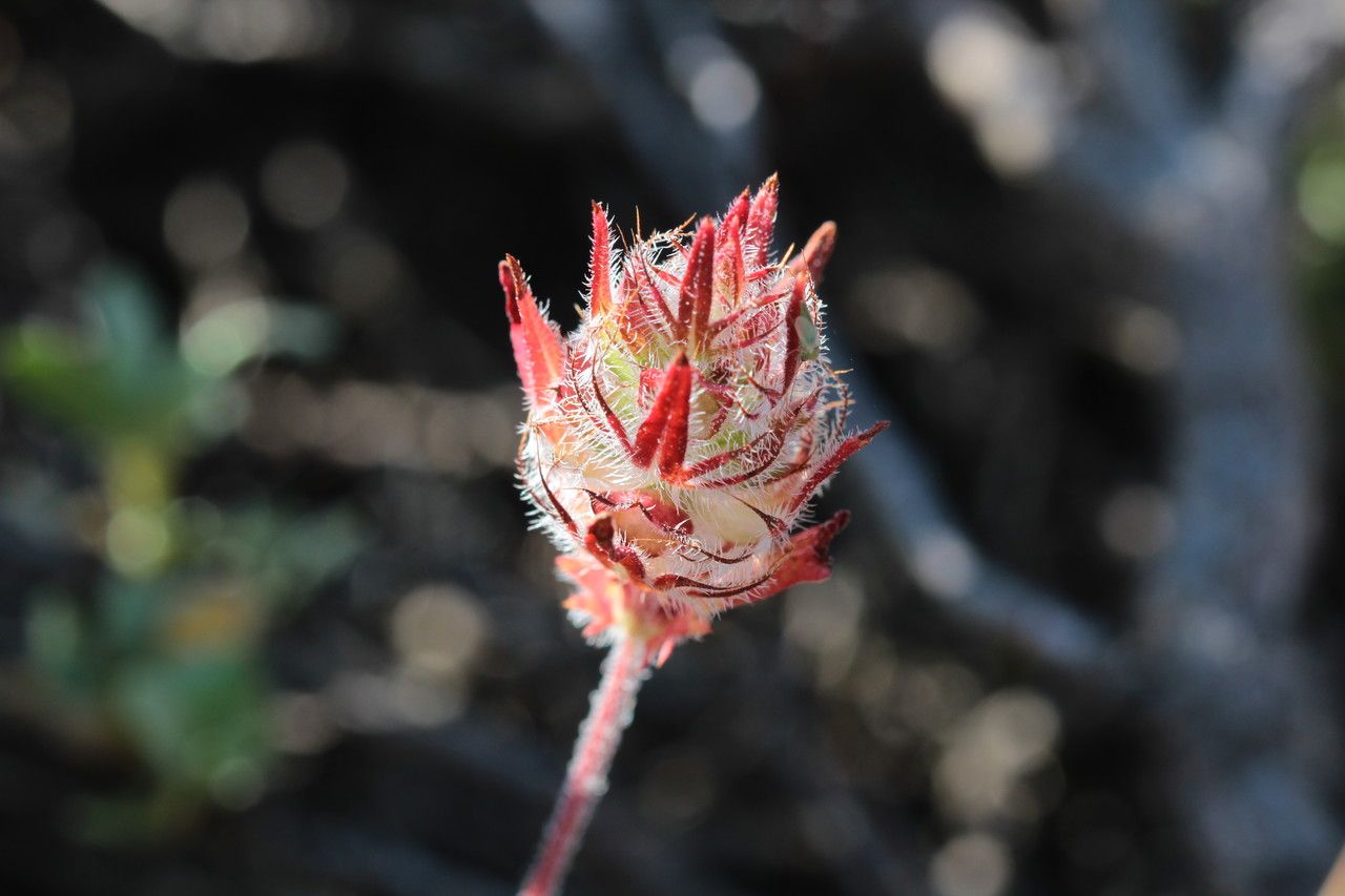Cleonia lusitanica flower