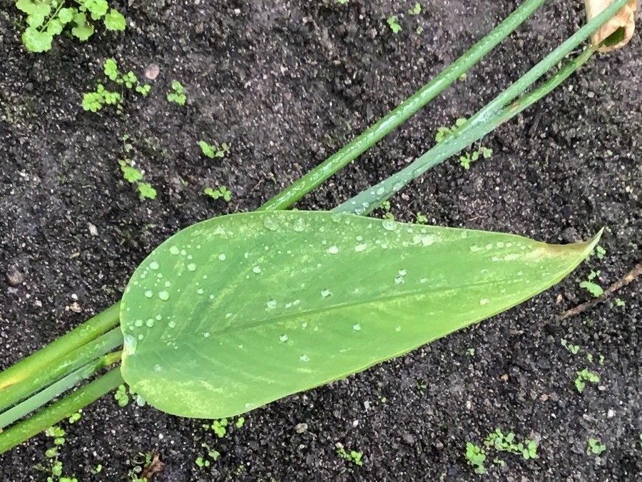 Thalia geniculata — search result for 'Angola'