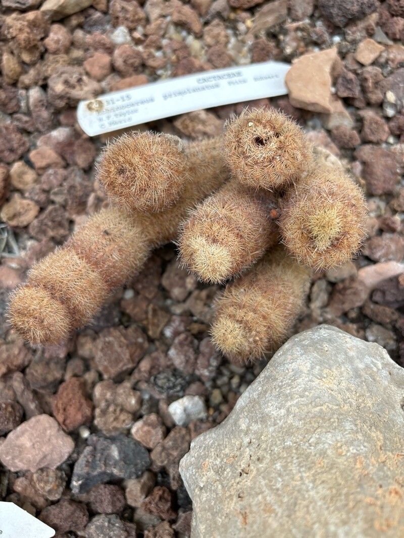 Echinocereus primolanatus — search result for 'Echinocereus'