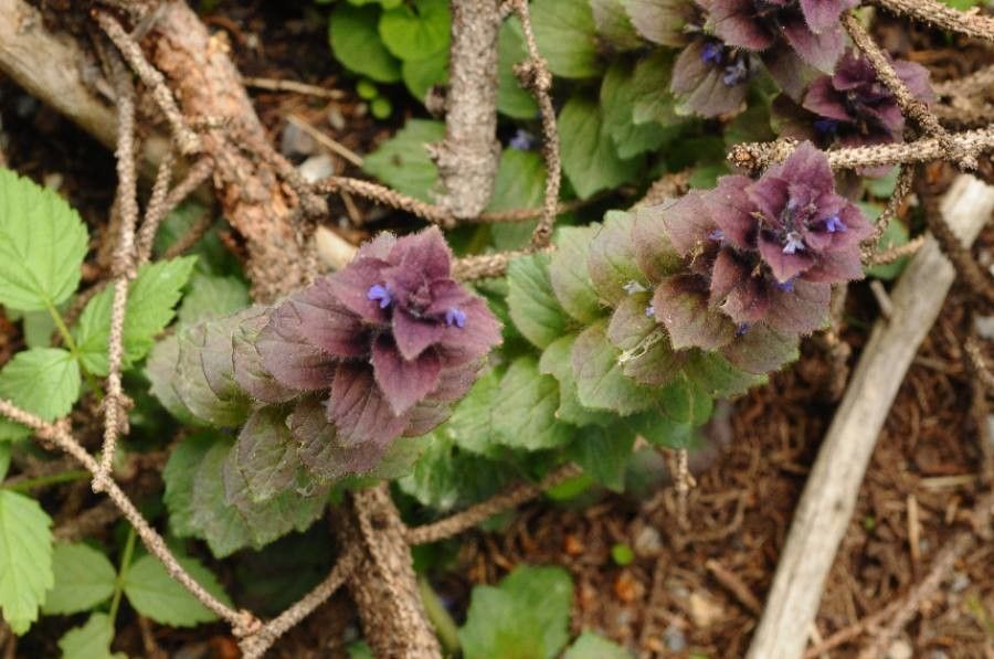 Ajuga pyramidalis flower