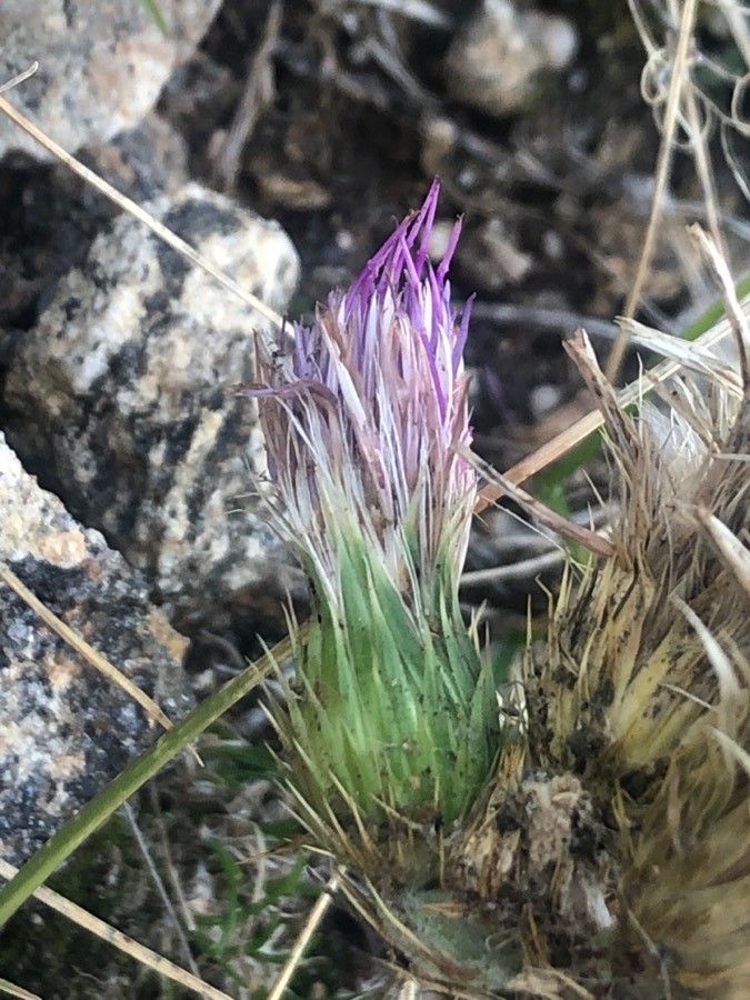 Carduus carpetanus flower