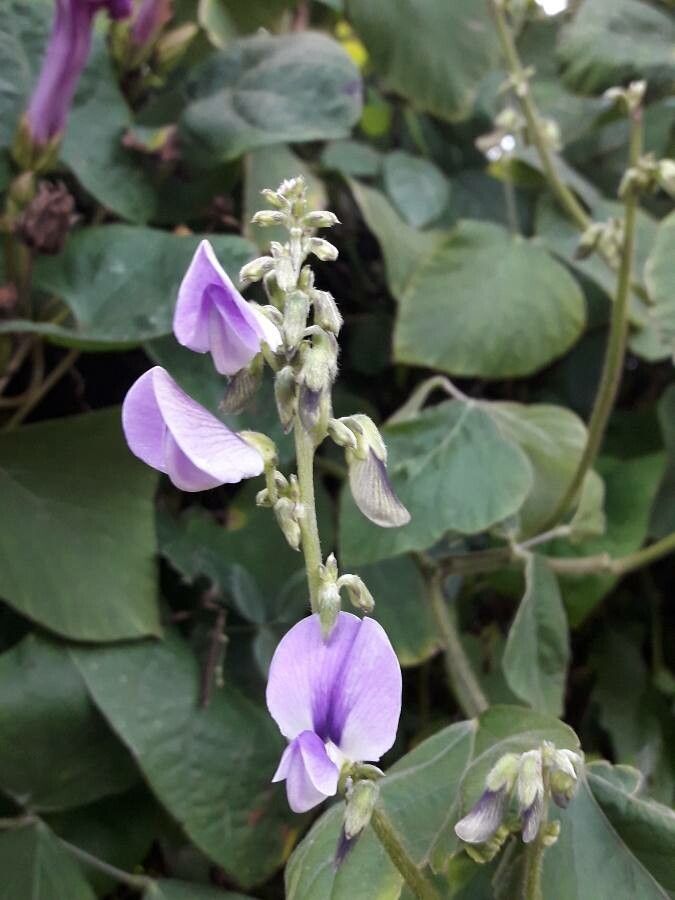 Pueraria phaseoloides flower