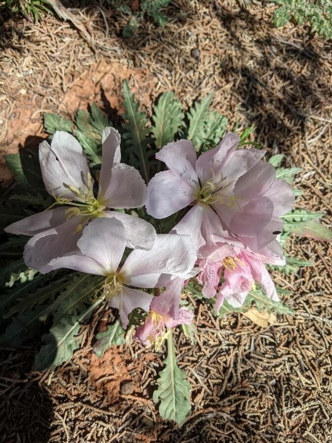 Oenothera cespitosa