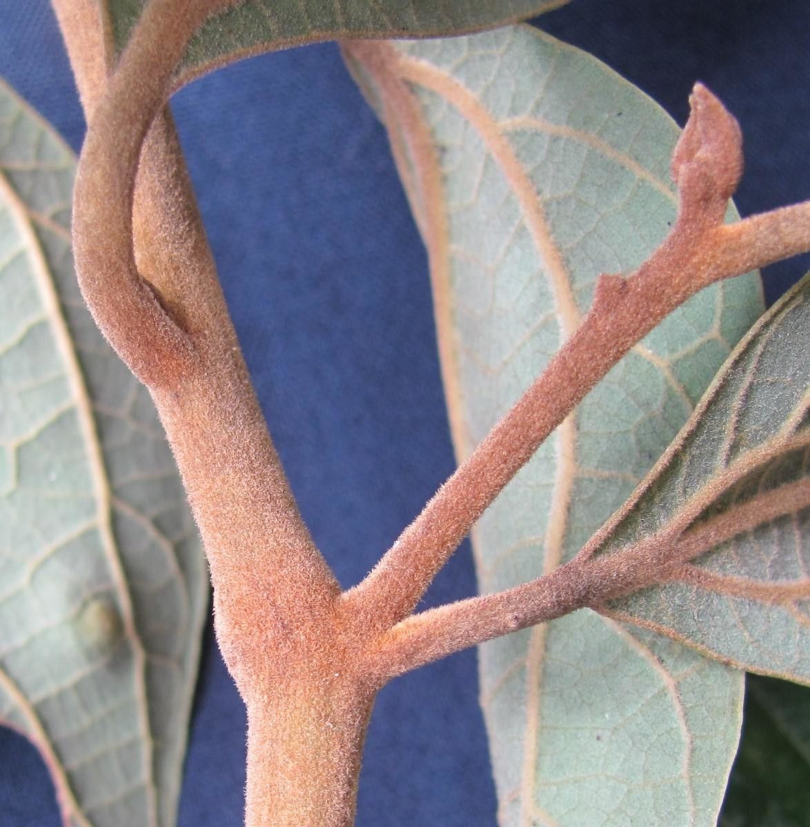 Cinnamomum tonduzii bark