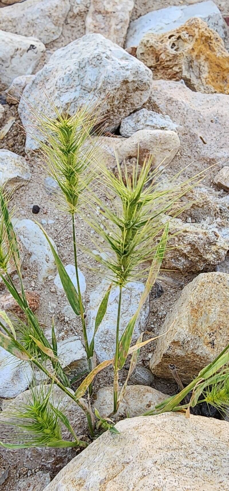 Aegilops kotschyi flower