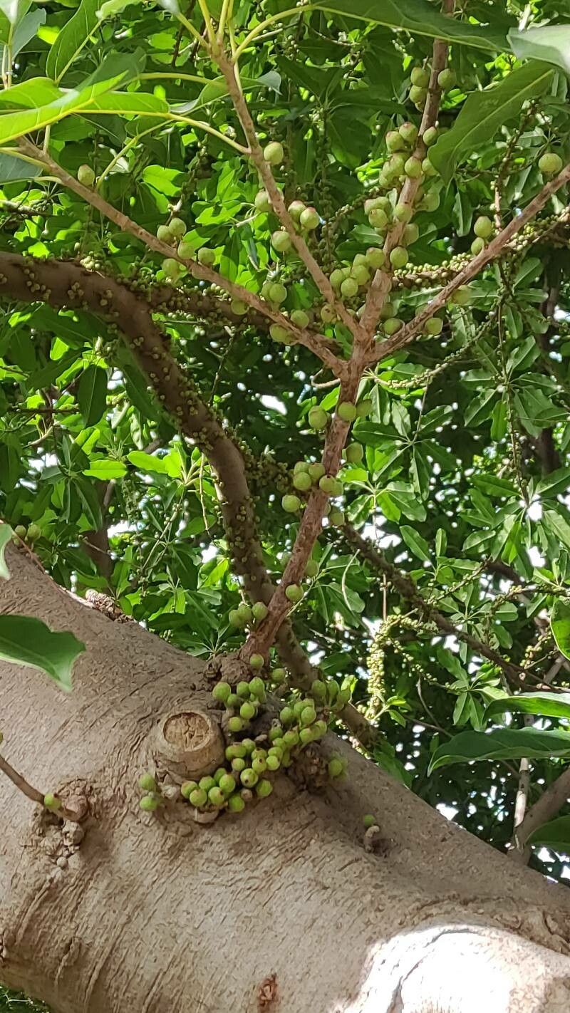 Ficus superba fruit