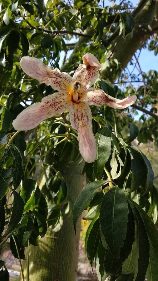 Ceiba insignis flower