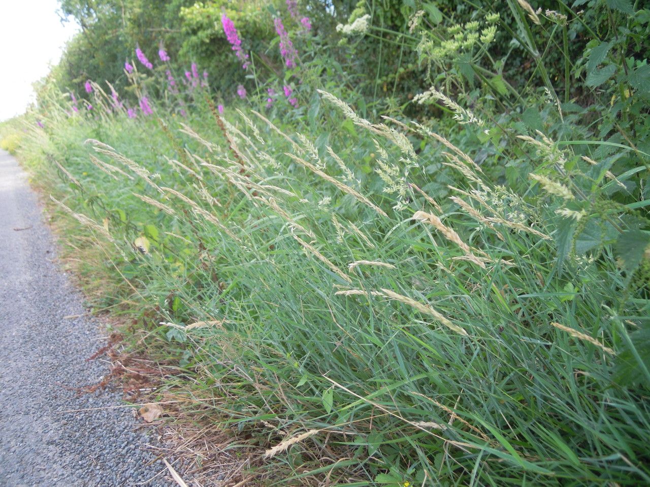 Holcus × hybridus habit