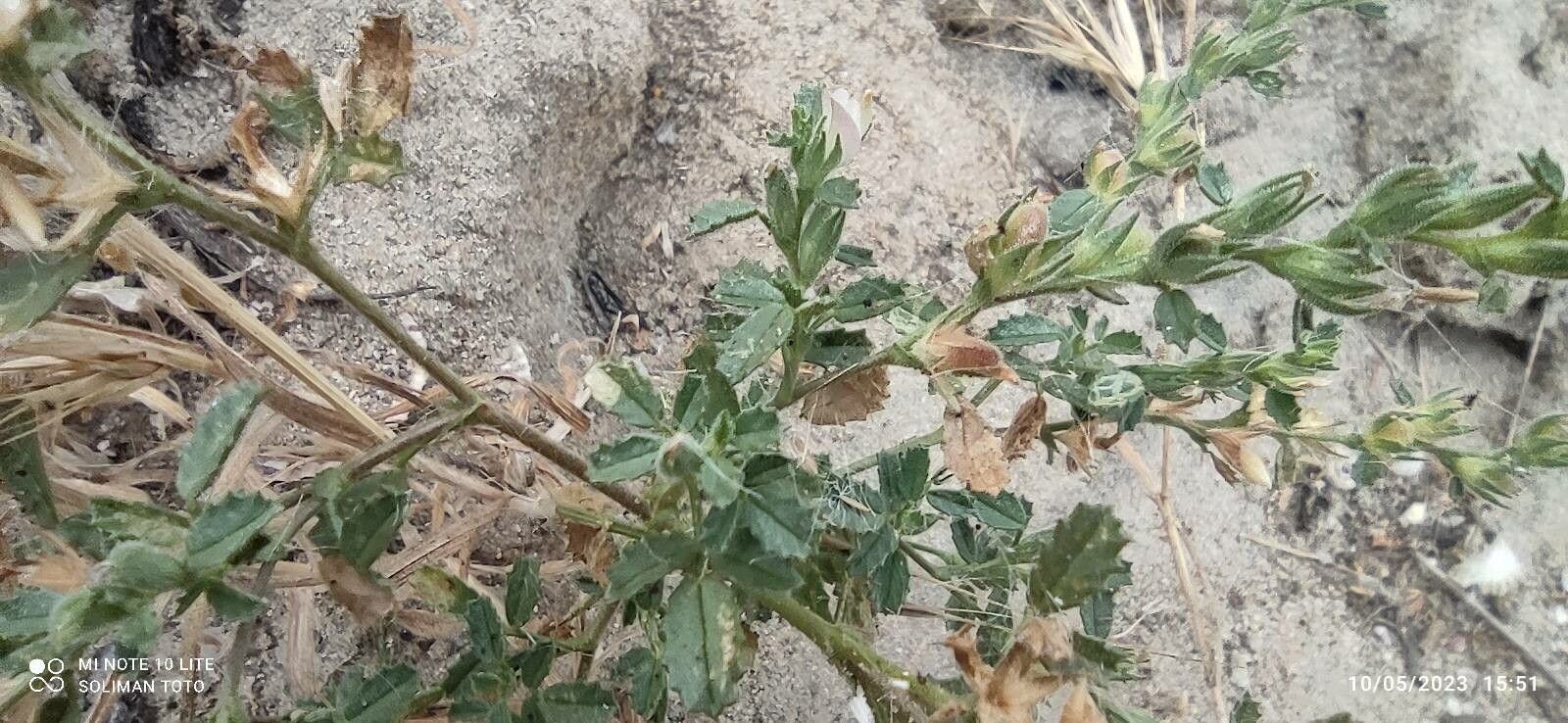 Ononis serrata — houseplant care guide