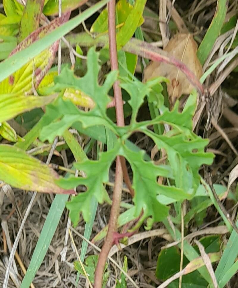 Merremia dissecta — related species from the same genus