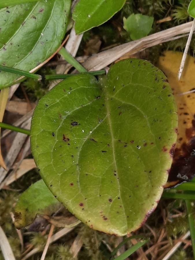 Pyrola rotundifolia leaf