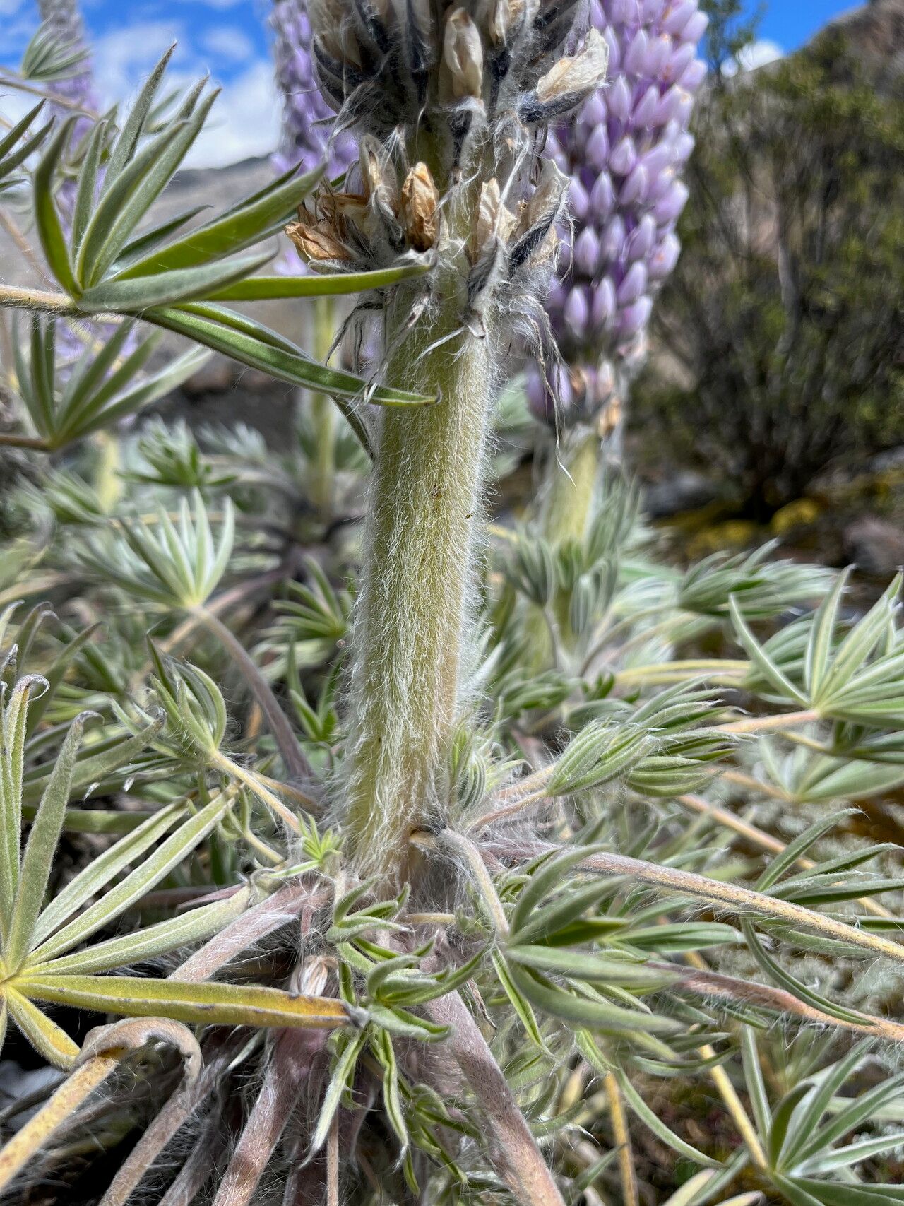 Lupinus weberbaueri bark