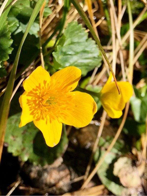 Ranunculus montanus flower