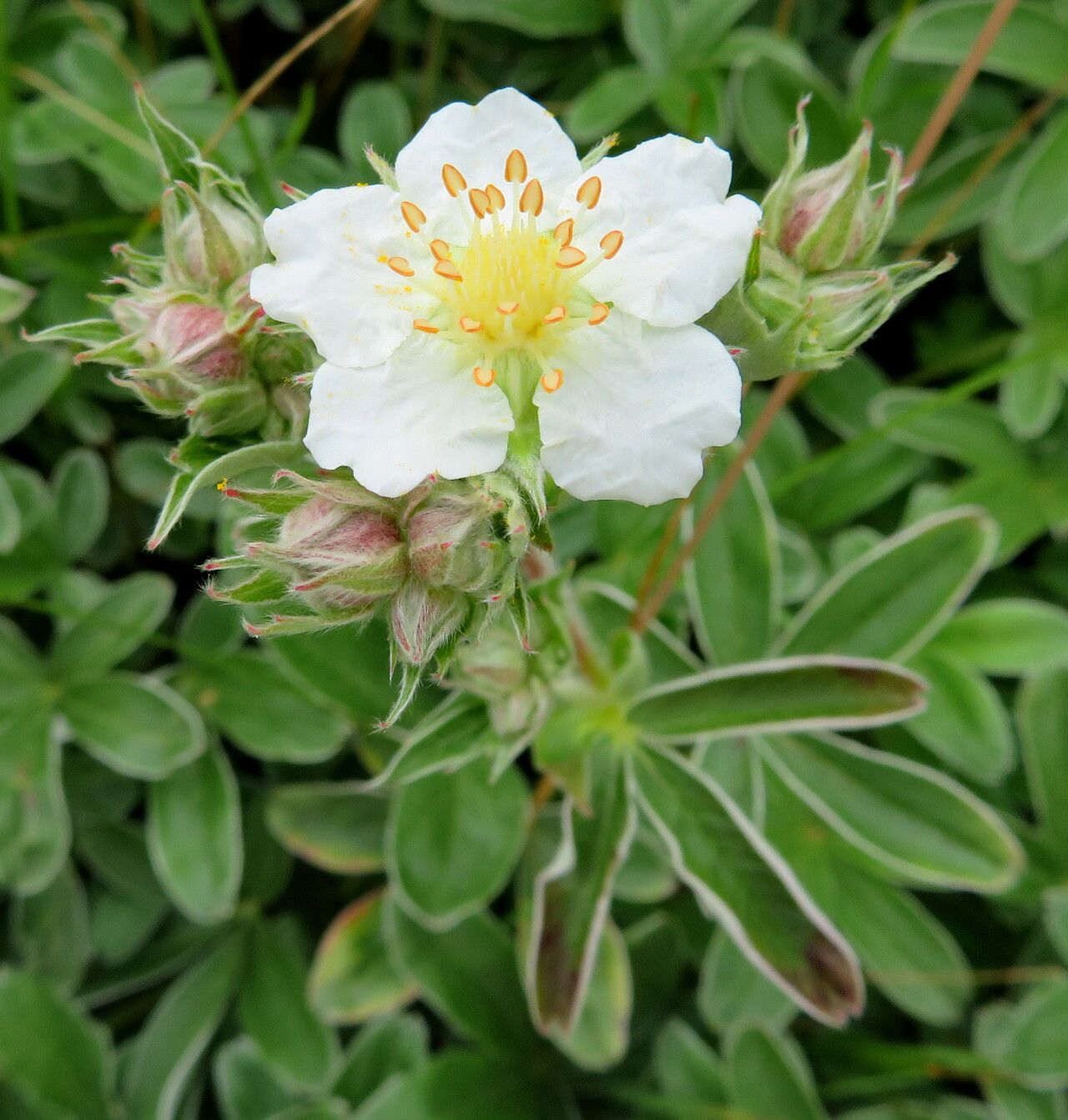 Potentilla geranioides flower