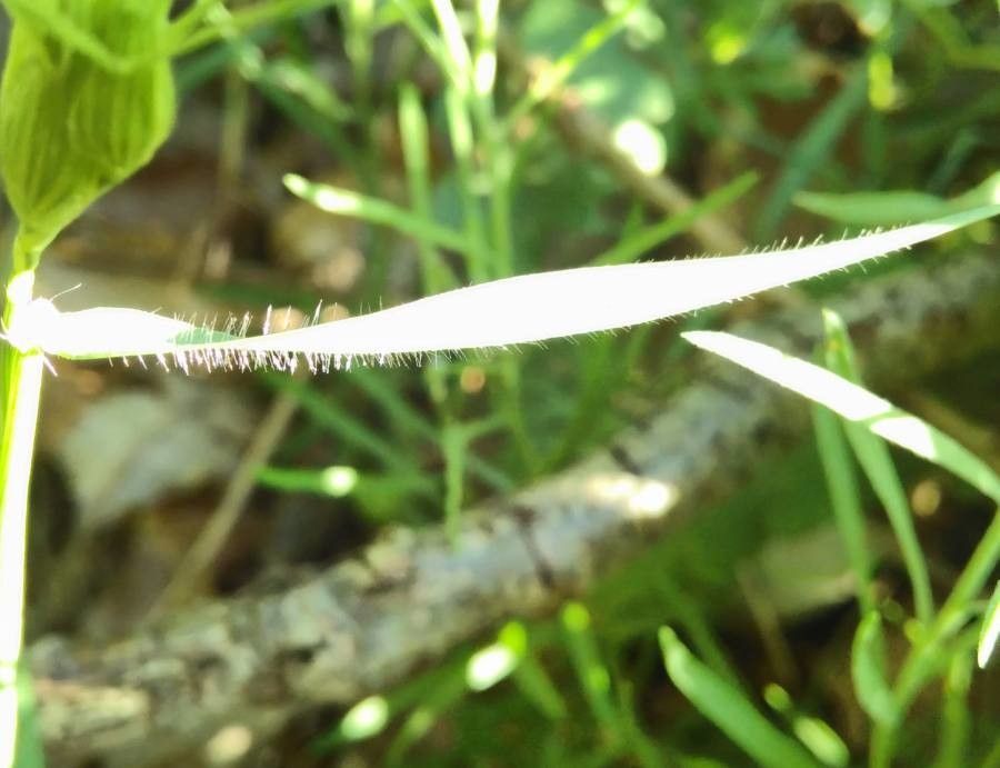 Aegilops neglecta leaf