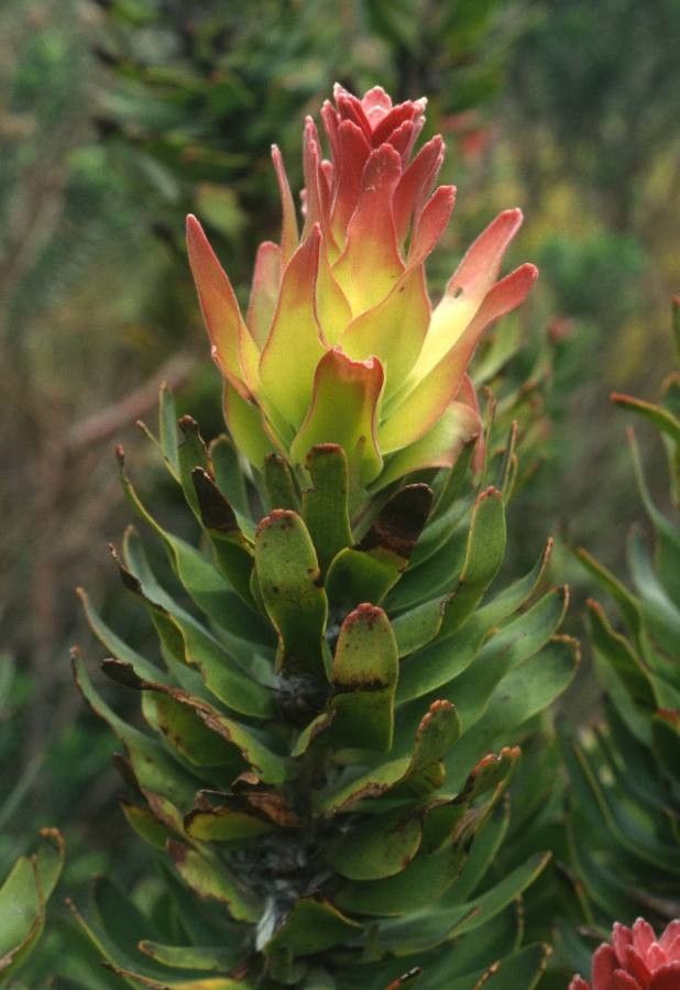 Mimetes cucullatus — search result for 'Proteaceae'