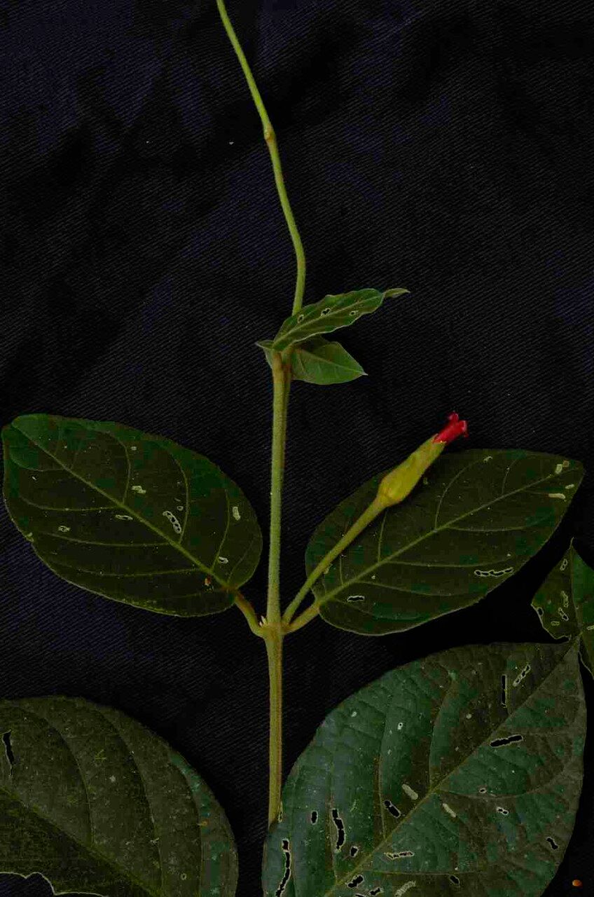 Mendoncia velloziana — houseplant care guide