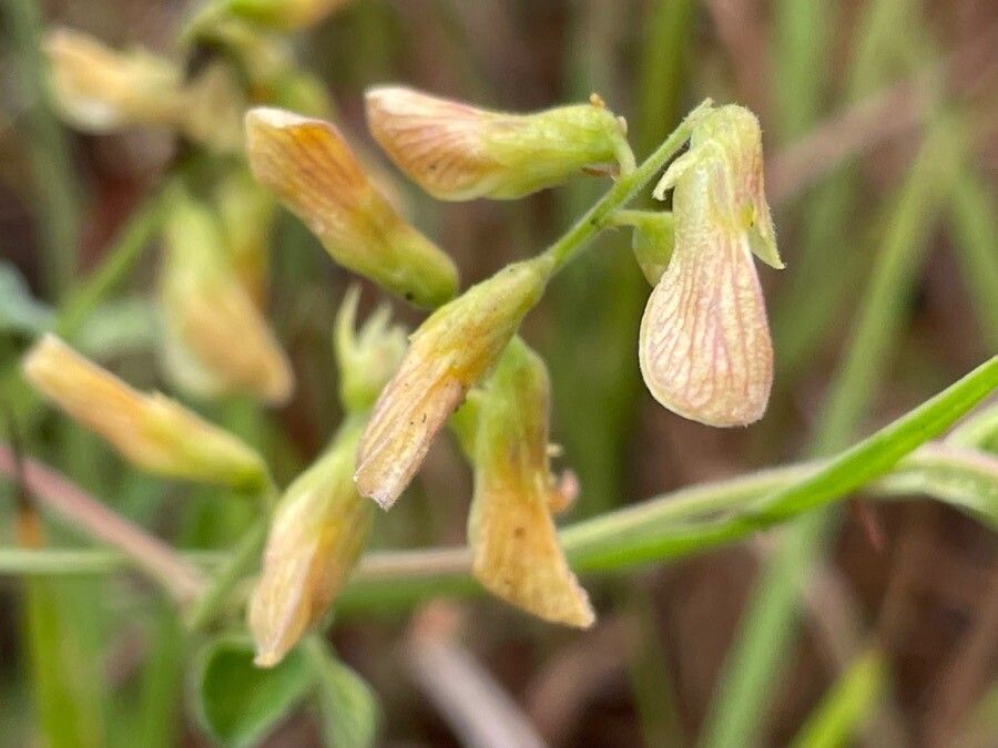 Rhynchosia minima flower