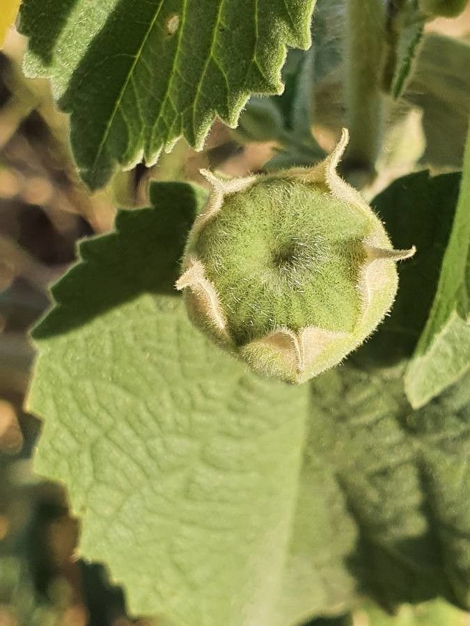 Abutilon mauritianum fruit