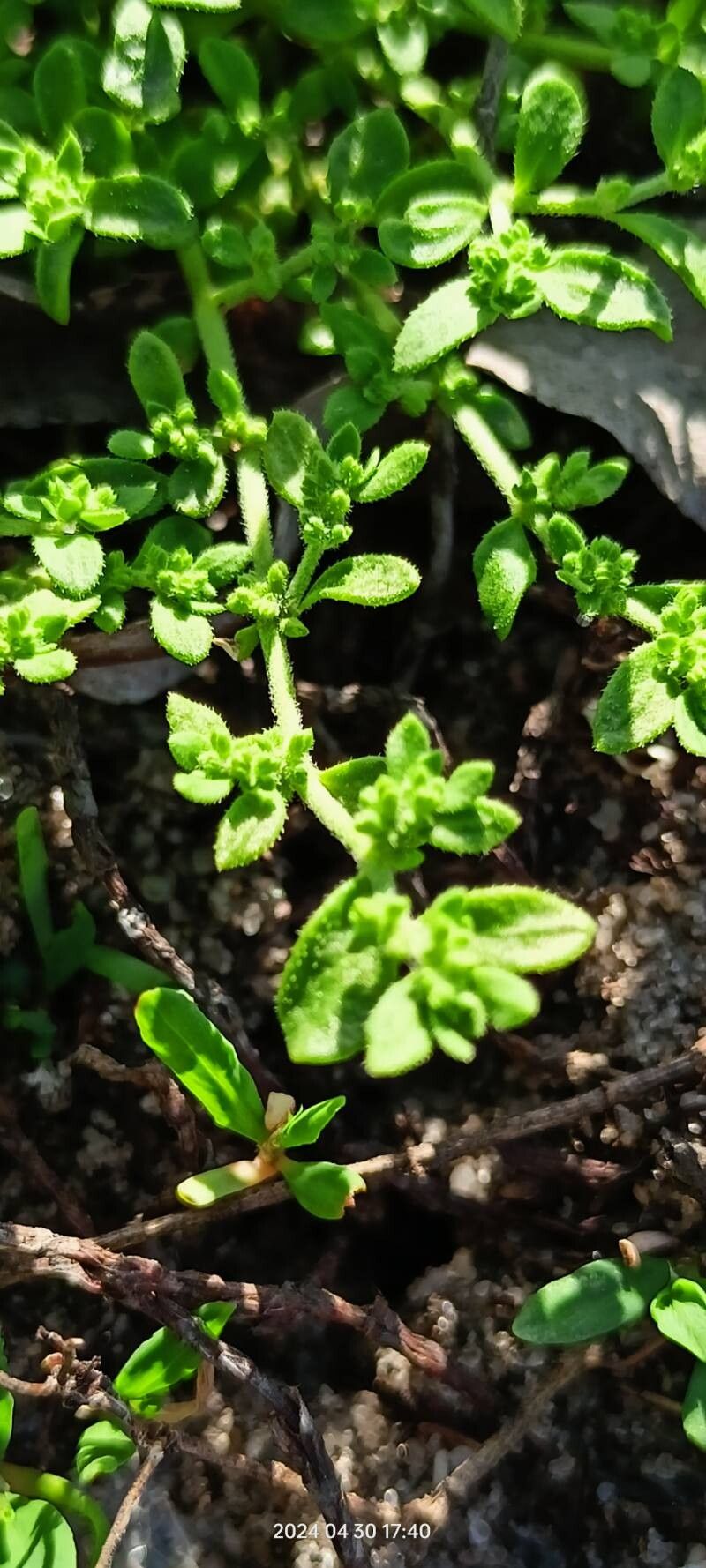 Herniaria polygama — houseplant care guide