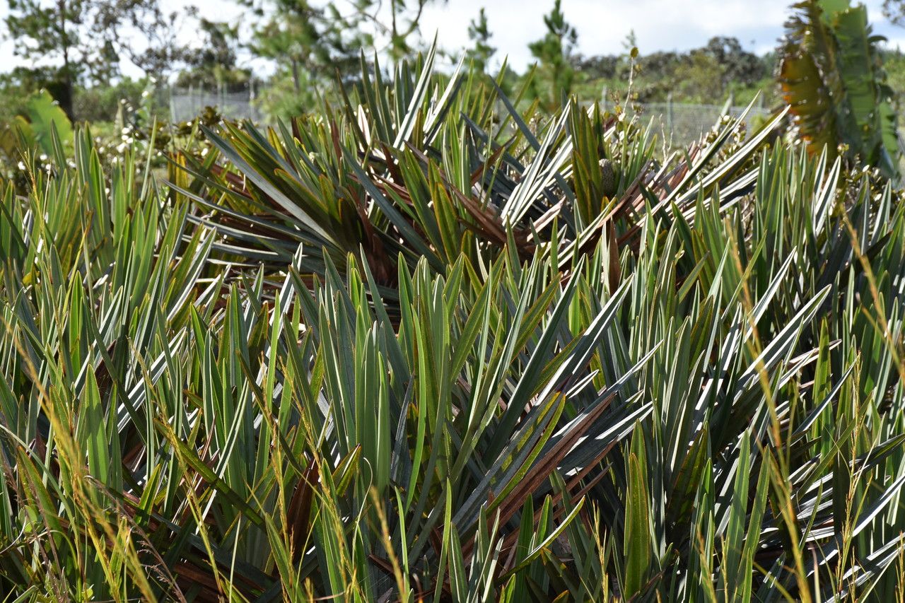 Pandanus rigidifolius habit