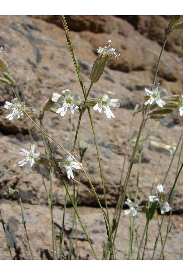 Silene douglasii habit