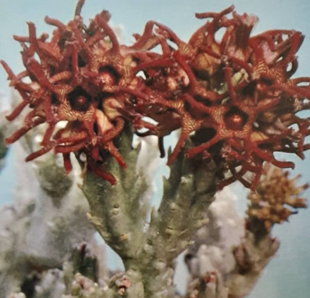 Quaqua ramosa — related species from the same genus