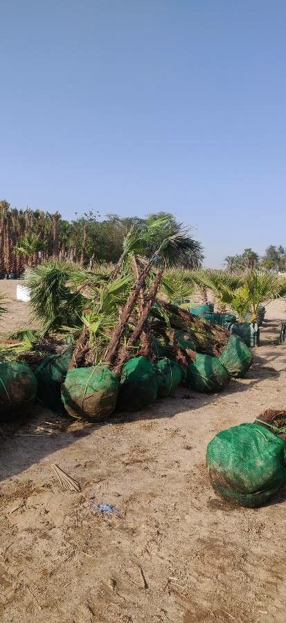 Acoelorrhaphe wrightii habit