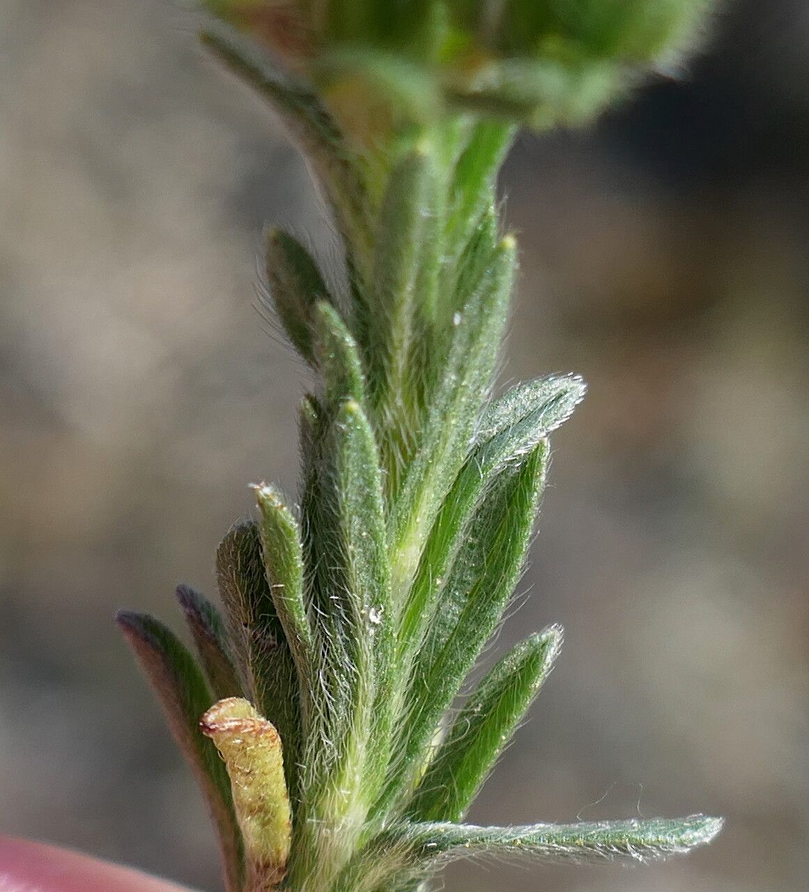 Neatostema apulum bark