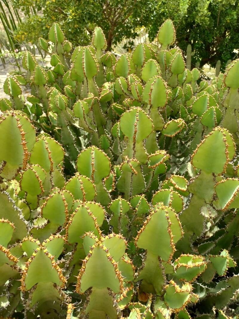 Euphorbia baradii — houseplant care guide