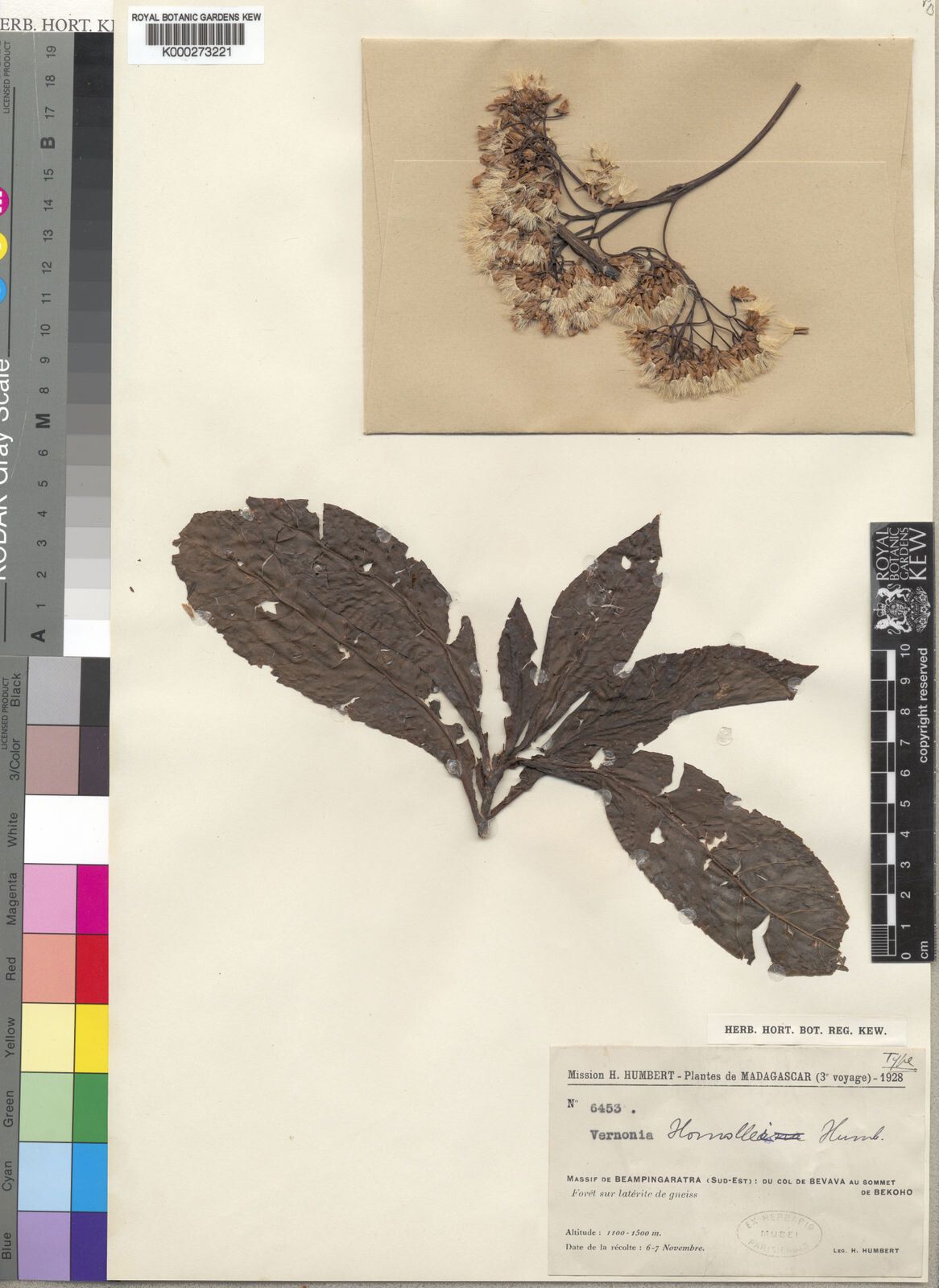 Vernonia homollei — houseplant care guide