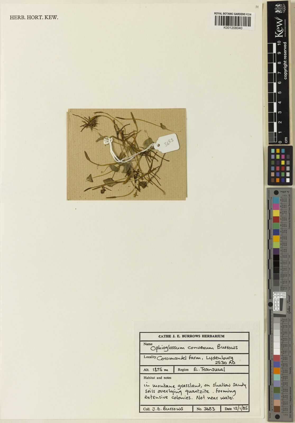 Ophioglossum convexum — related species from the same genus