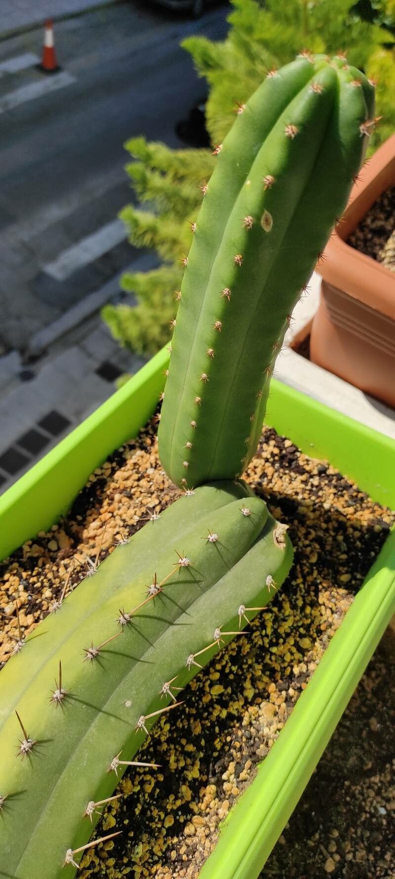 Echinopsis peruviana bark