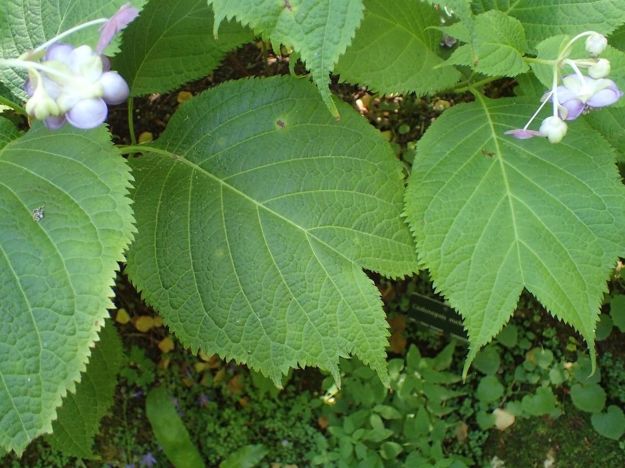 Deinanthe caerulea habit